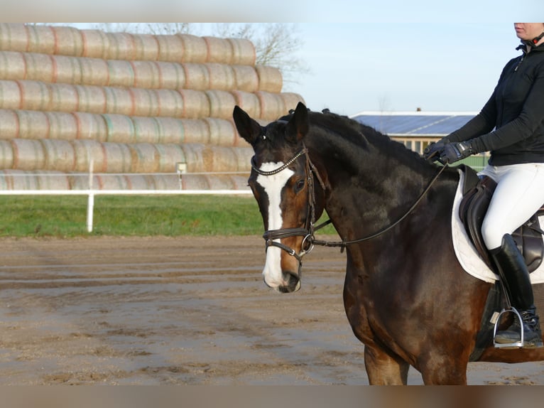 Holstein Giumenta 7 Anni 167 cm Baio nero in Ganschow