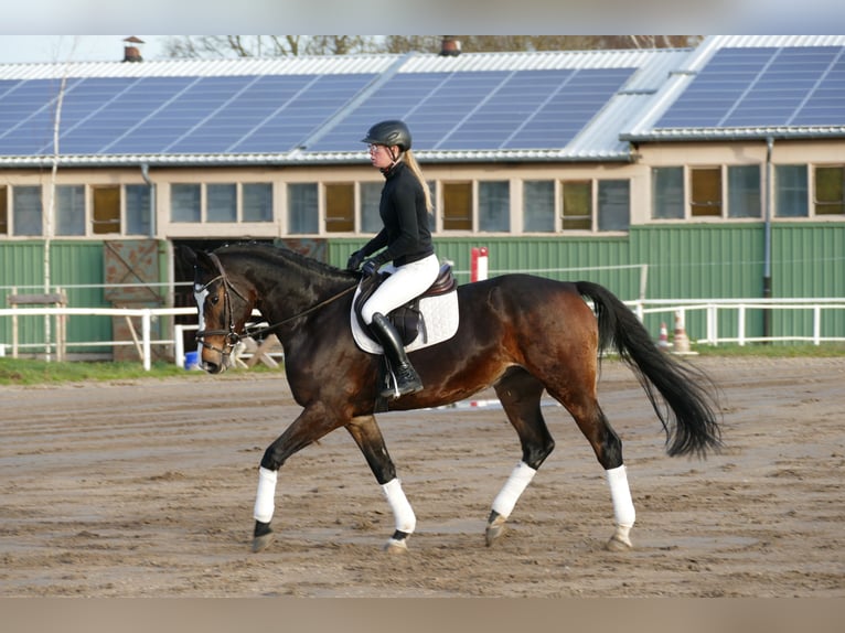 Holstein Giumenta 7 Anni 167 cm Baio nero in Ganschow