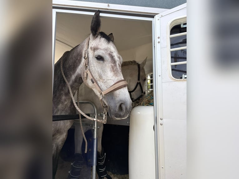 Holstein Giumenta 7 Anni 167 cm Grigio pezzato in München