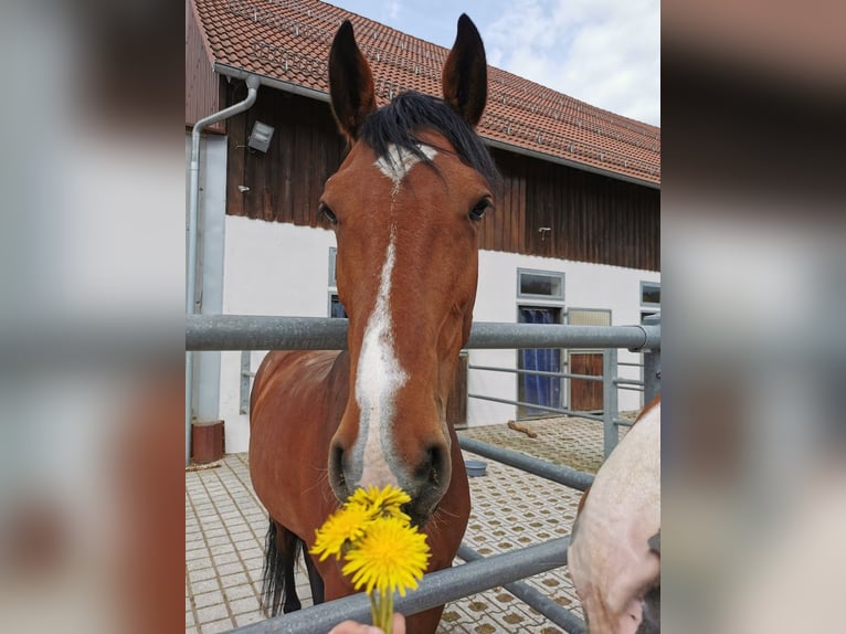 Holstein Giumenta 7 Anni 168 cm Baio in Pilsach