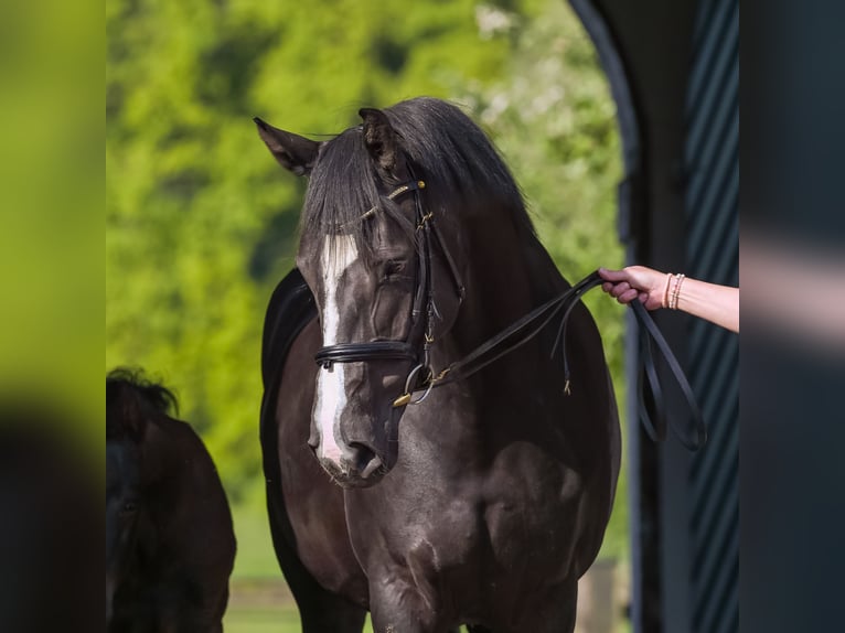 Holstein Giumenta 7 Anni 168 cm Baio nero in Schierensee