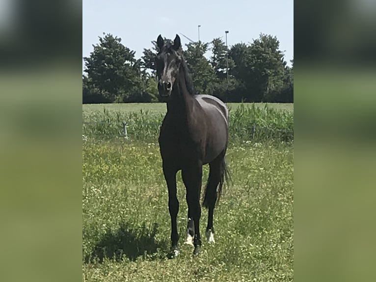 Holstein Giumenta 7 Anni 169 cm Baio nero in Averlak