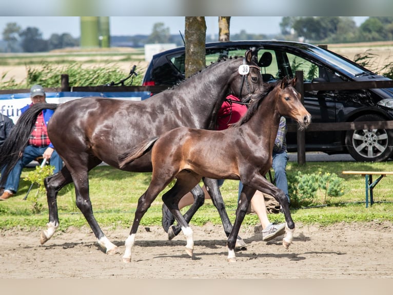 Holstein Giumenta 7 Anni 169 cm Baio nero in Averlak