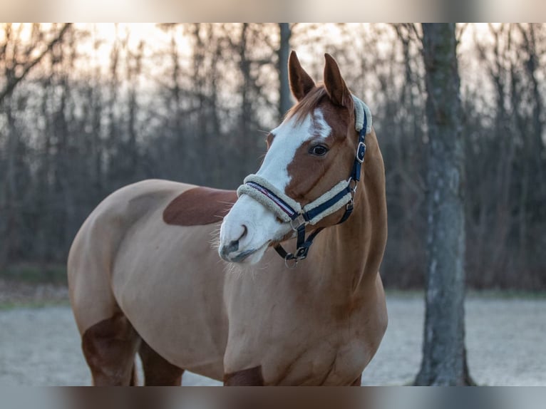 Holstein Giumenta 7 Anni 169 cm Sauro in Großenhain
