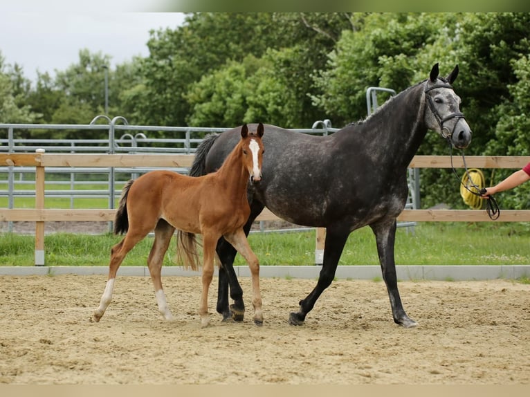 Holstein Giumenta 7 Anni 170 cm Grigio in Nettelsee