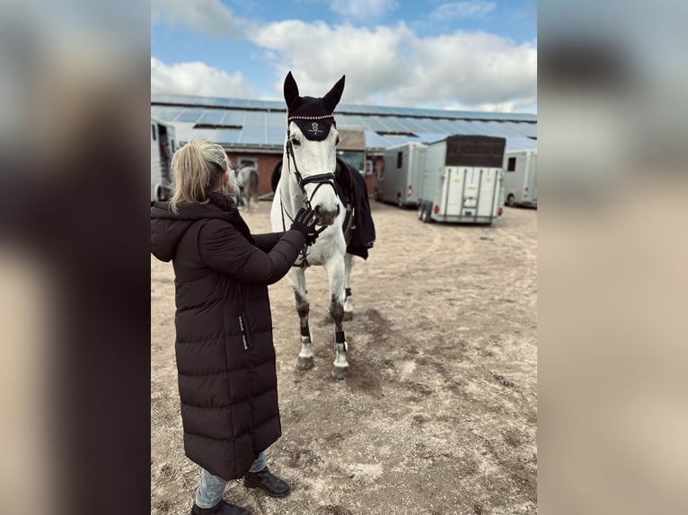 Holstein Giumenta 7 Anni 171 cm Grigio in Neukirchen