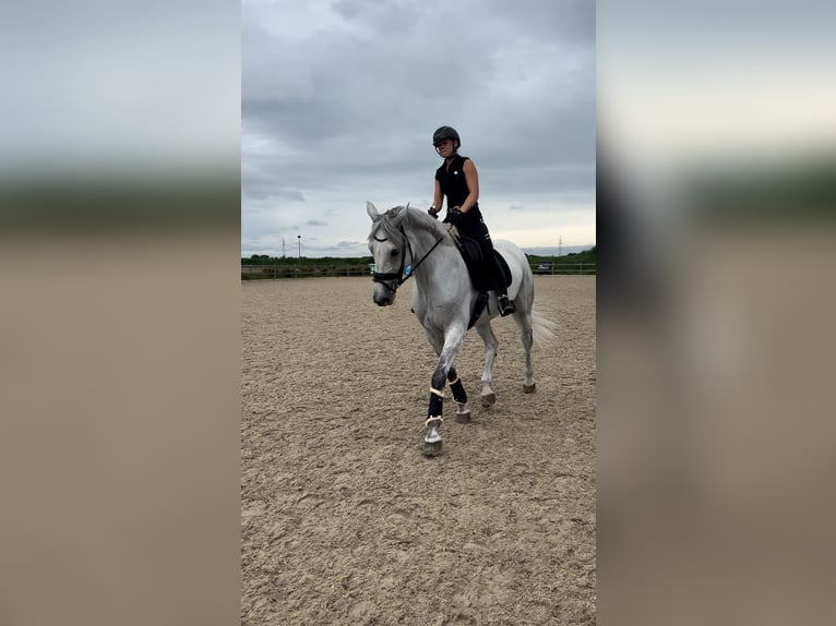 Holstein Giumenta 7 Anni 171 cm Grigio in Neukirchen