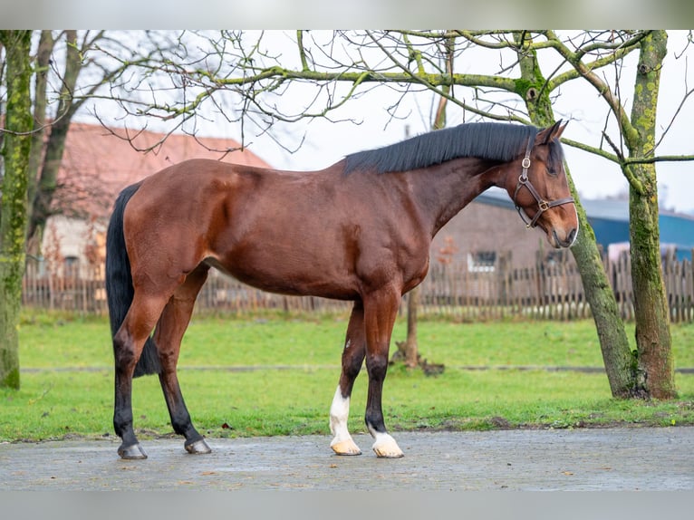 Holstein Giumenta 7 Anni 172 cm  in GROTE-BROGEL