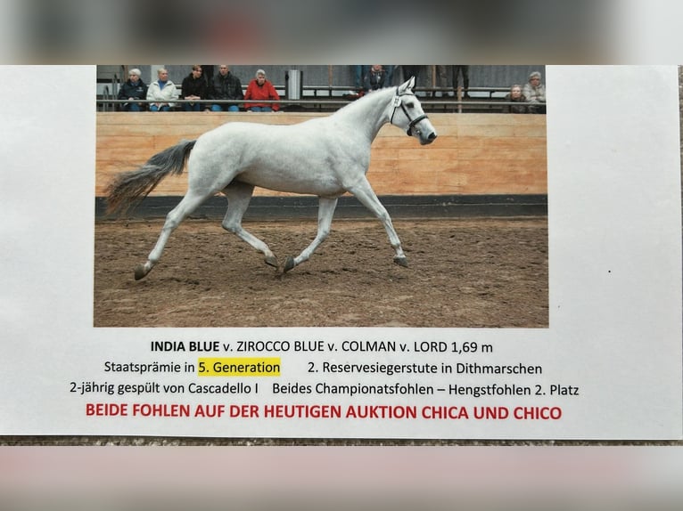 Holstein Giumenta 7 Anni 173 cm Baio in Wöhrden