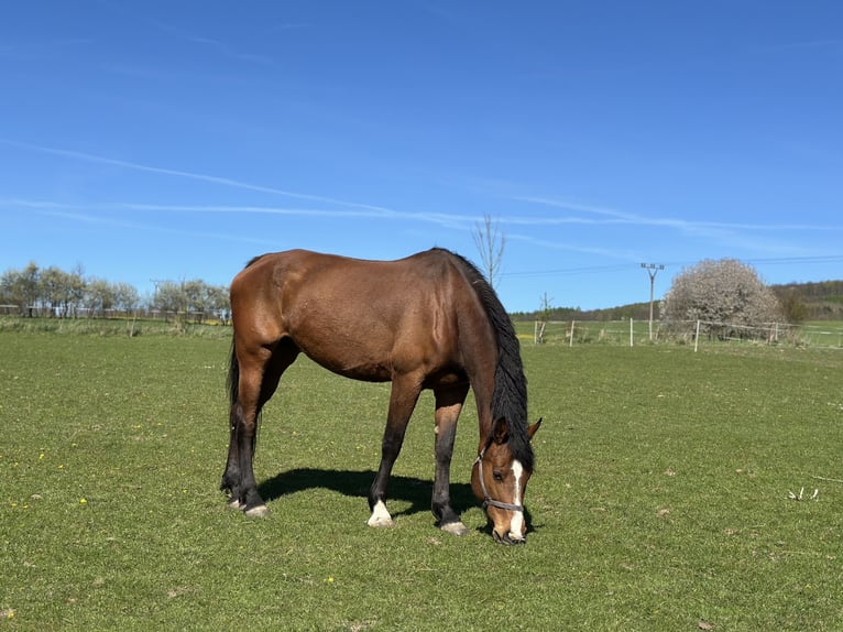 Holstein Giumenta 7 Anni 175 cm Baio in Horní Habartice