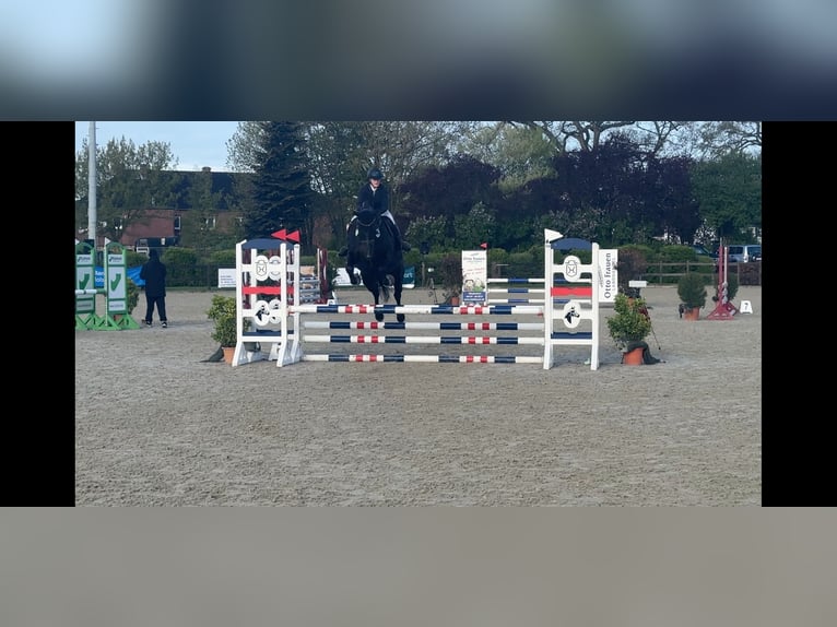 Holstein Giumenta 7 Anni 175 cm Baio nero in Halstenbek