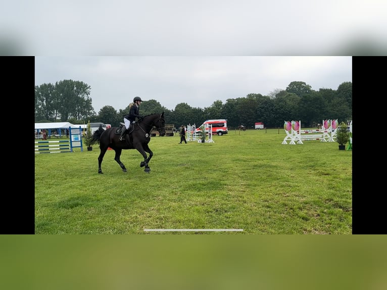 Holstein Giumenta 7 Anni 175 cm Baio nero in Halstenbek