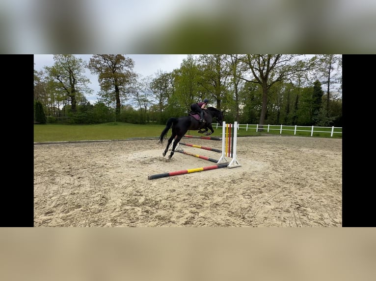 Holstein Giumenta 7 Anni 175 cm Baio nero in Halstenbek