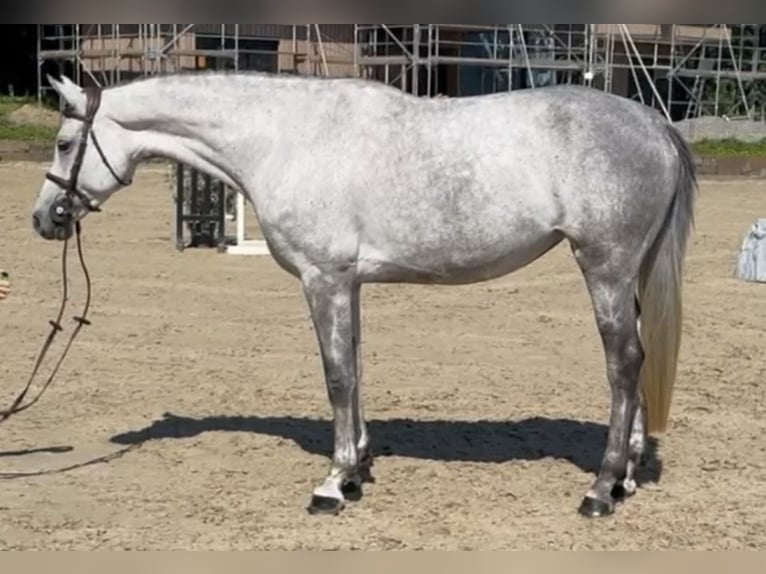 Holstein Giumenta 8 Anni 163 cm Grigio in Lindlar
