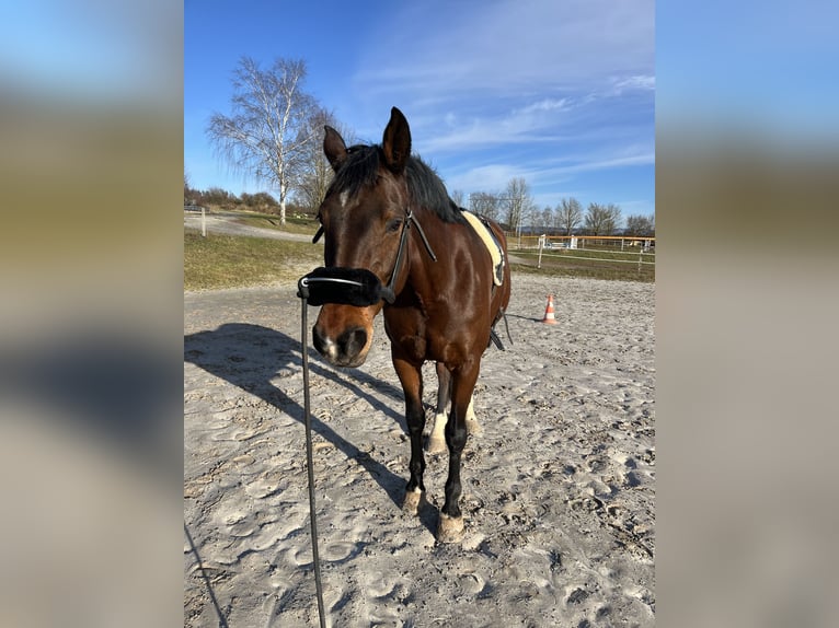 Holstein Giumenta 8 Anni 164 cm Baio in Hessisch Lichtenau