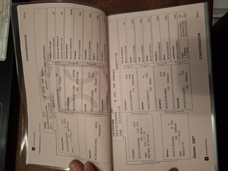 Holstein Giumenta 8 Anni 167 cm Baio in Sörup