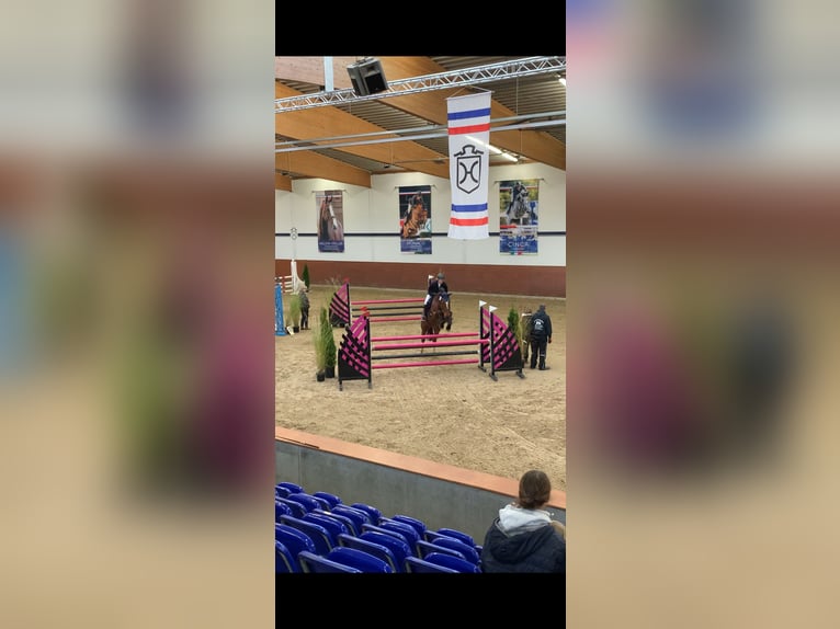 Holstein Giumenta 8 Anni 167 cm Baio in Itzehoe
