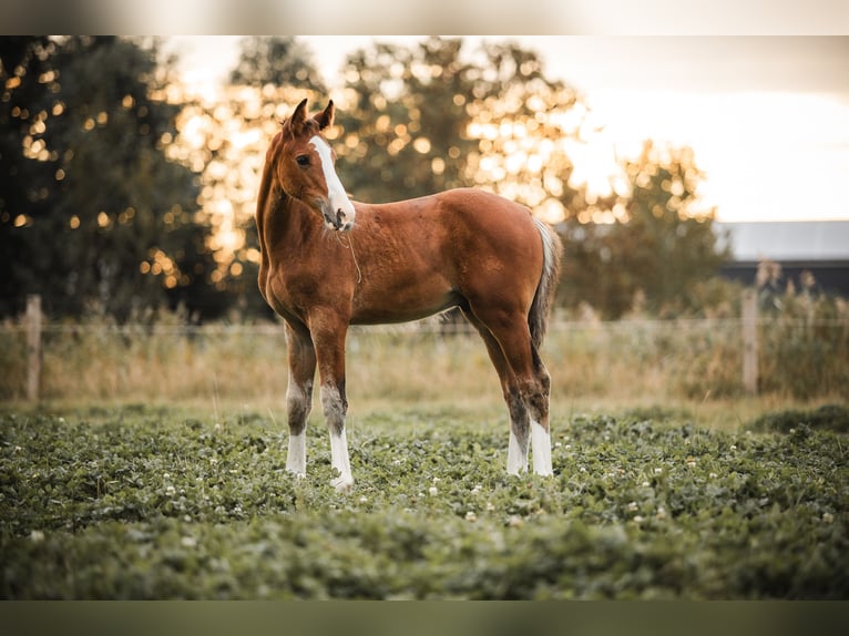 Holstein Giumenta 8 Anni 167 cm Grigio in Groven