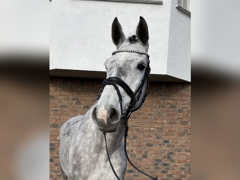 Holstein Giumenta 8 Anni 167 cm Grigio pezzato in Niederkassel