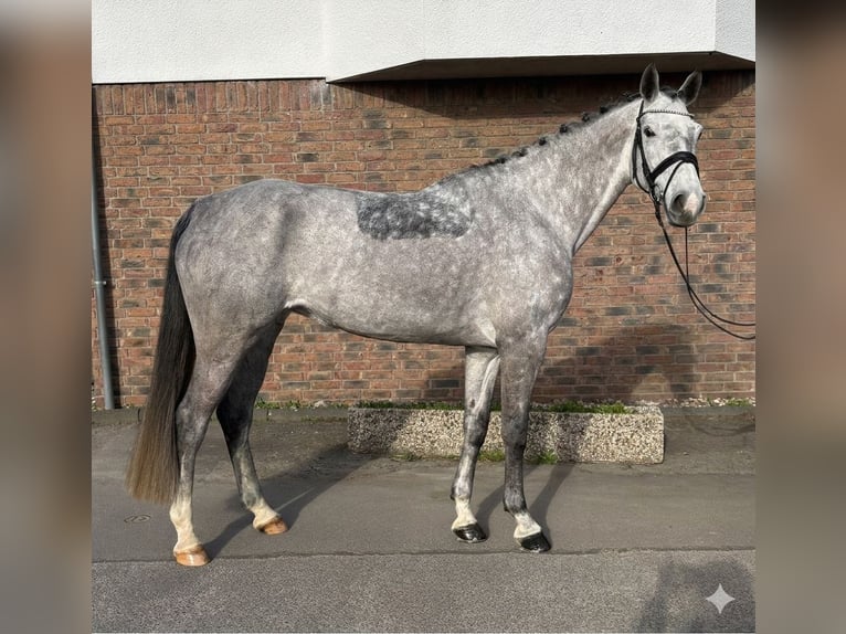 Holstein Giumenta 8 Anni 167 cm Grigio pezzato in Zweibrücken