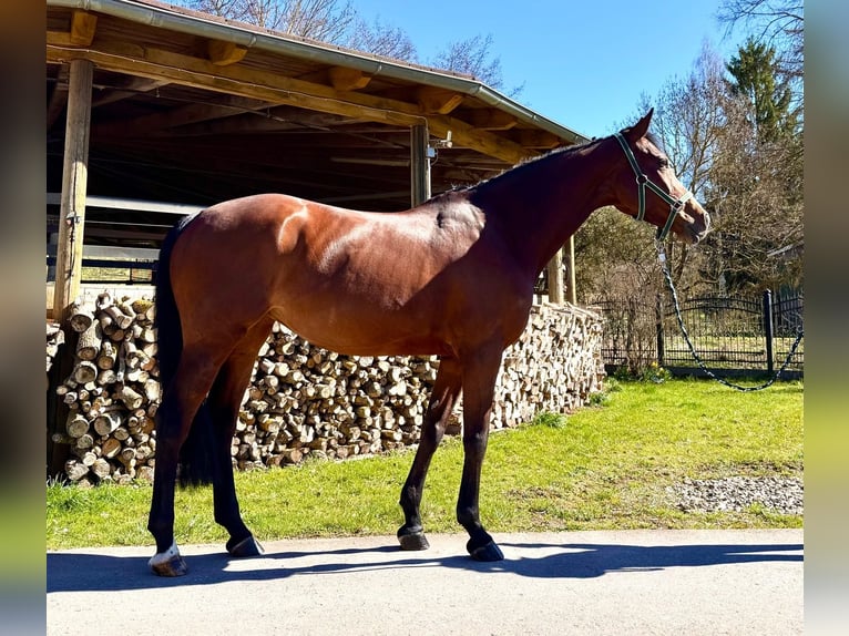 Holstein Giumenta 8 Anni 168 cm Baio in Sangerhausen