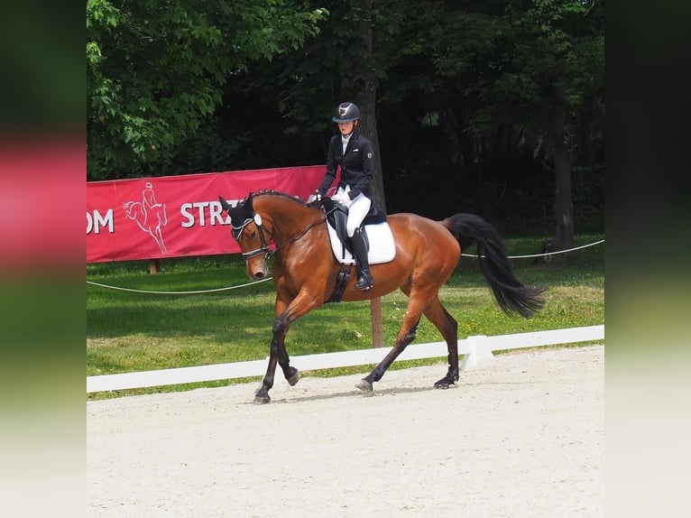 Holstein Giumenta 8 Anni 170 cm Baio ciliegia in Nowy Dwór