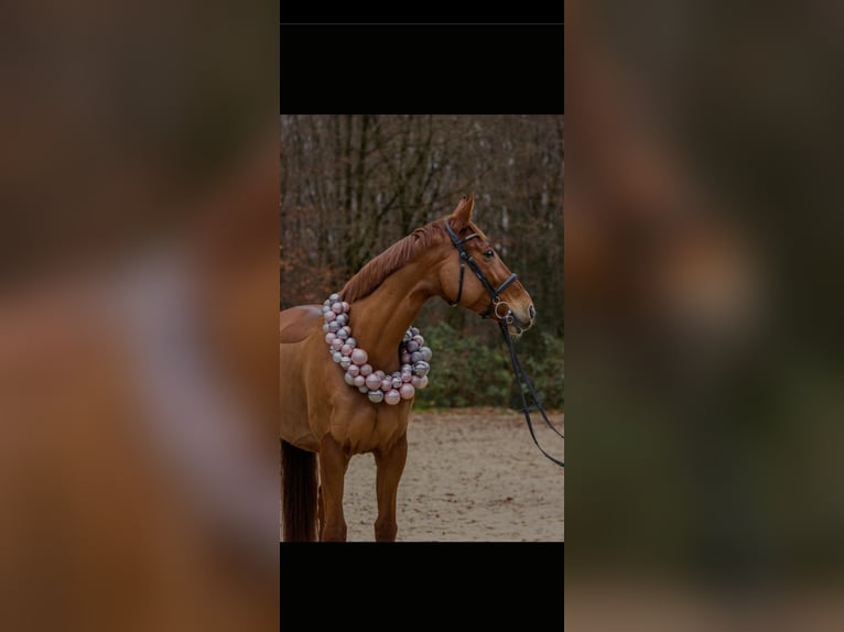 Holstein Giumenta 8 Anni 170 cm Sauro in Gevelsberg