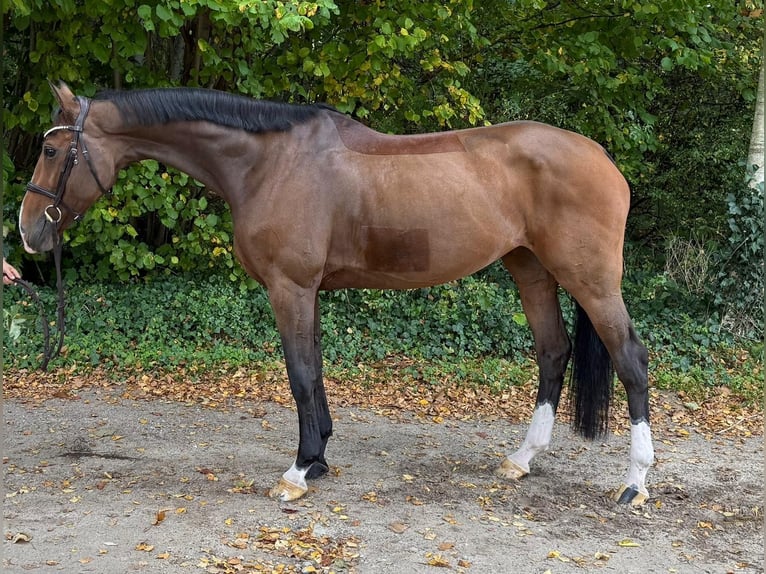 Holstein Giumenta 8 Anni 172 cm Baio in Schülp bei Nortorf