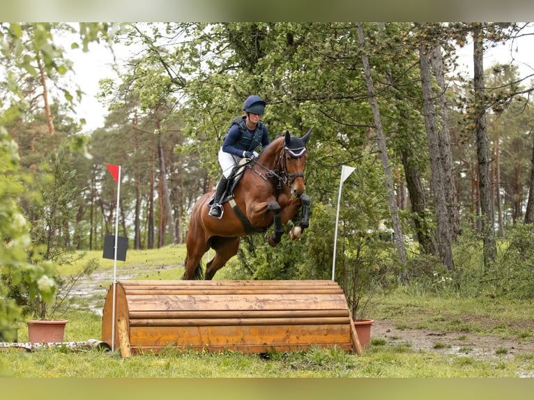 Holstein Giumenta 8 Anni 173 cm Baio in Wächtersbach