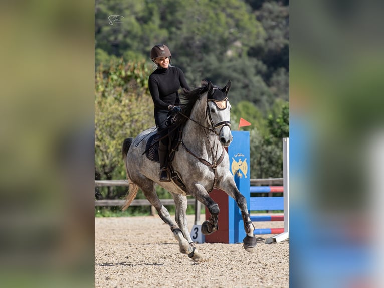 Holstein Giumenta 8 Anni 175 cm Grigio in Bremen