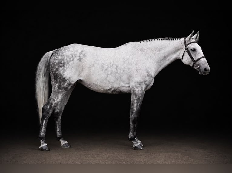 Holstein Giumenta 9 Anni 162 cm Grigio in Zülpich