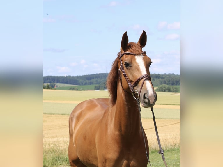 Holstein Giumenta 9 Anni 164 cm Sauro in Erharting