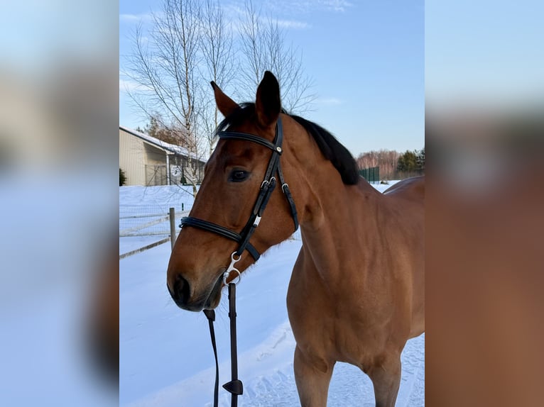 Holstein Giumenta 9 Anni 165 cm Baio ciliegia in Vilnius