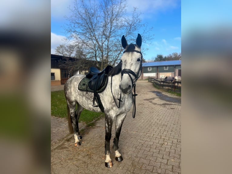 Holstein Giumenta 9 Anni 165 cm Grigio in Kehl