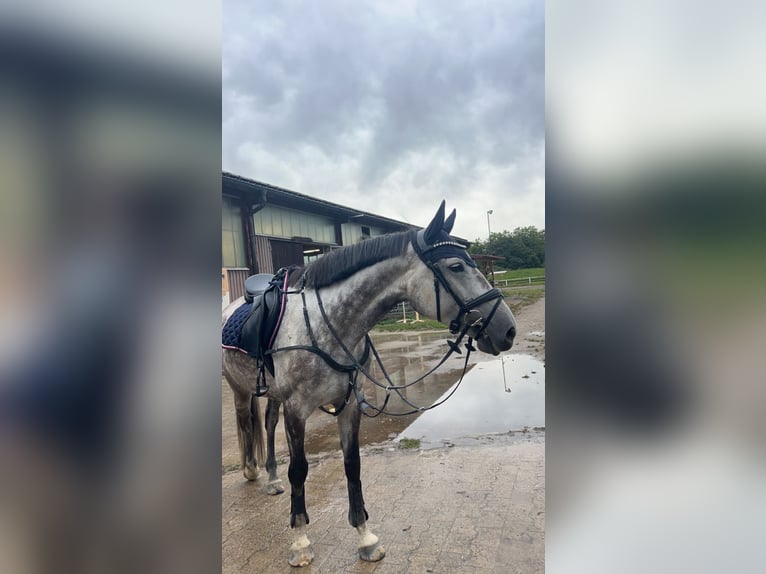 Holstein Giumenta 9 Anni 165 cm Grigio in Kehl