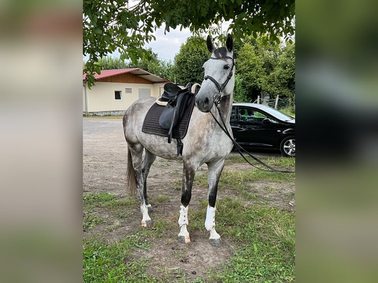 Holstein Giumenta 9 Anni 165 cm Grigio in Kehl