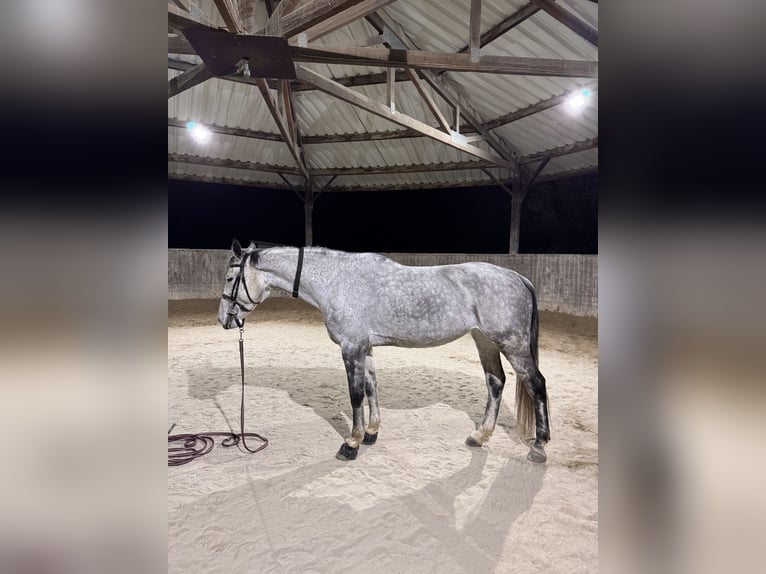 Holstein Giumenta 9 Anni 165 cm Grigio pezzato in Kehl