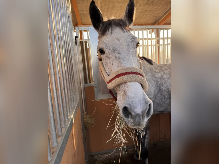 Holstein Giumenta 9 Anni 165 cm Grigio pezzato in Kehl