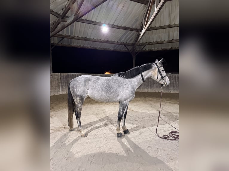 Holstein Giumenta 9 Anni 165 cm Grigio pezzato in Kehl