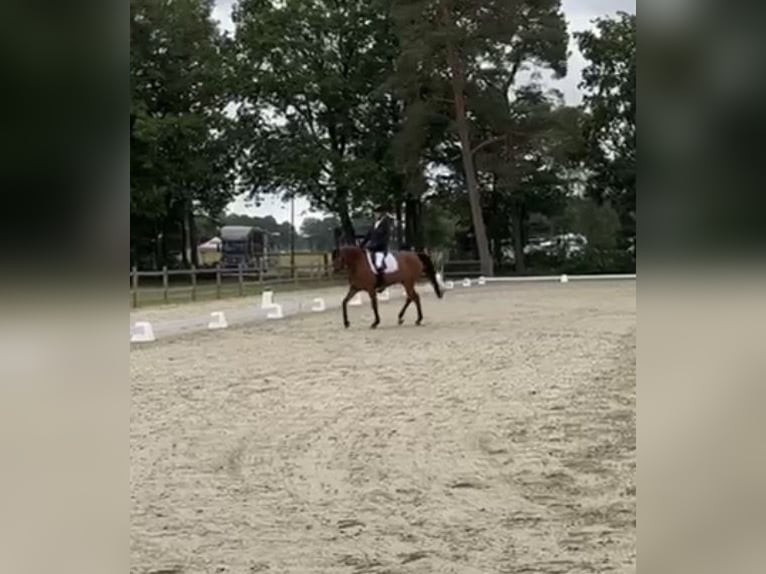 Holstein Giumenta 9 Anni 167 cm Baio in T&#xF6;nning