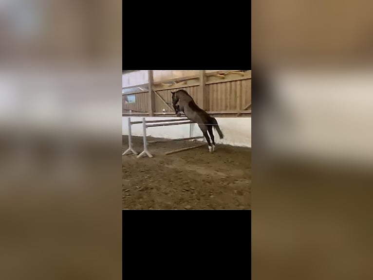 Holstein Giumenta 9 Anni 167 cm Baio nero in Preetz