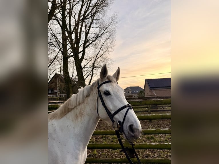 Holstein Giumenta 9 Anni 167 cm Grigio in Wijchmaal