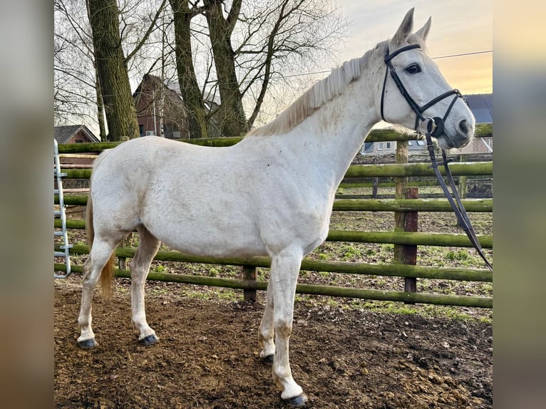 Holstein Giumenta 9 Anni 167 cm Grigio in Wijchmaal