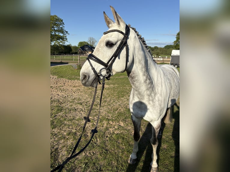 Holstein Giumenta 9 Anni 167 cm Grigio pezzato in Tremsbüttel