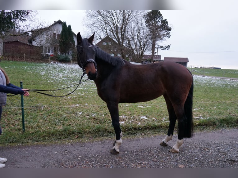 Holstein Giumenta 9 Anni 168 cm Baio in Lindenberg im Allgäu