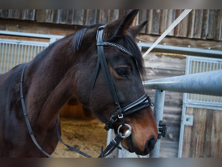 Holstein Giumenta 9 Anni 168 cm Baio in Lindenberg im Allgäu