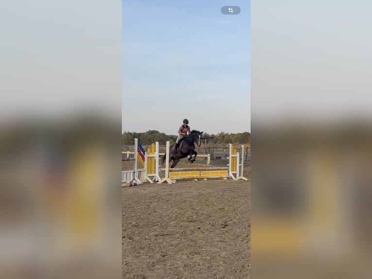 Holstein Giumenta 9 Anni 168 cm Baio scuro in Schwielowsee