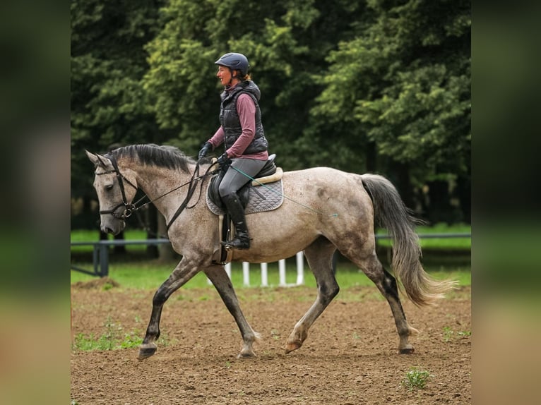 Holstein Giumenta 9 Anni 168 cm  in Marlow