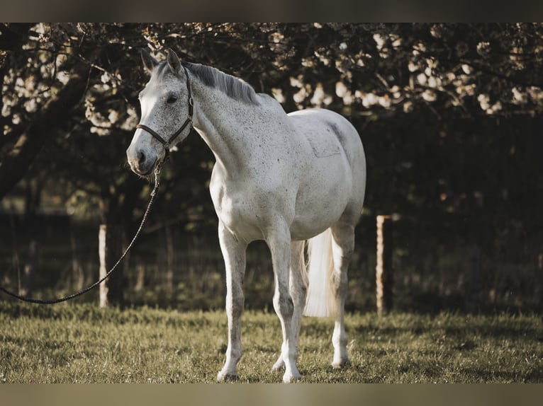 Holstein Giumenta 9 Anni 168 cm Grigio in Weddingstedt