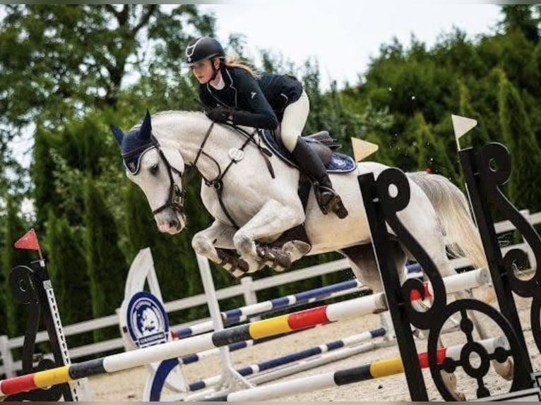 Holstein Giumenta 9 Anni 168 cm Grigio in Wójcin